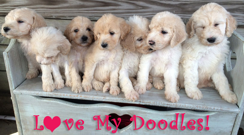 Doodle Puppy litter for adoption