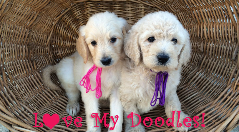 Love My Doodles Goldendoodles And Aussiedoodles For Sale