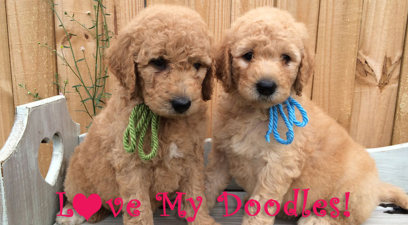 toy mini goldendoodle florida