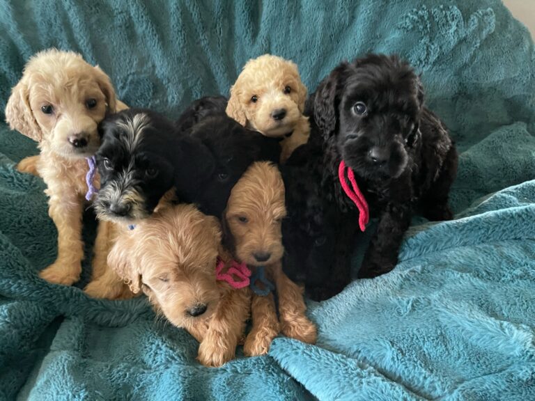 f1b goldendoodle teddy bear